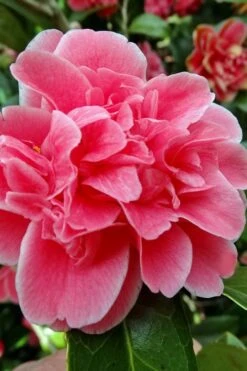 Tama Bambino Camellia Japonica - 3 Gallon Pot -Orchard Essence Camellia Tama Bambino 10