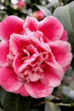 Tama Bambino Camellia Japonica - 3 Gallon Pot -Orchard Essence Camellia Tama Bambino 11