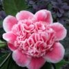 Tama Bambino Camellia Japonica - 3 Gallon Pot -Orchard Essence Camellia Tama Bambino 12