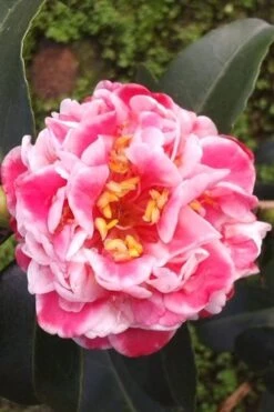 Tama Bambino Camellia Japonica - 3 Gallon Pot -Orchard Essence Camellia Tama Bambino 2