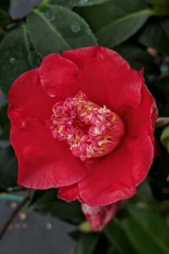 Tama Electra Camellia Japonica - 1 Gallon Pot -Orchard Essence Camellia Tama Electra 10