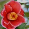 Tama Electra Camellia Japonica - 1 Gallon Pot -Orchard Essence Camellia Tama Electra 11