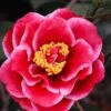 Tama Vino Camellia Japonica - 3 Gallon Pot -Orchard Essence Camellia Tama Vinio 10
