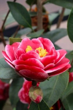 Tama Vino Camellia Japonica - 1 Gallon Pot -Orchard Essence Camellia Tama Vinio 8 1