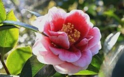 Tama Vino Camellia Japonica - 1 Gallon Pot -Orchard Essence Camellia Tama Vino 7 1