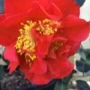 Turandot Camellia Japonica - 3 Gallon Pot -Orchard Essence Camellia Turandot 6