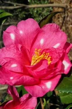 Winter's Fire Cold Hardy Camellia - 3 Gallon Pot -Orchard Essence Camellia Winters Fire 1