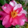 Winter's Fire Cold Hardy Camellia - 1 Gallon Pot -Orchard Essence Camellia Winters Fire 10 1