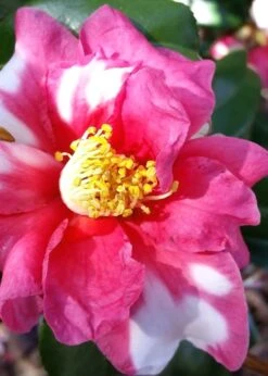 Winter's Fire Cold Hardy Camellia - 3 Gallon Pot -Orchard Essence Camellia Winters Fire 11