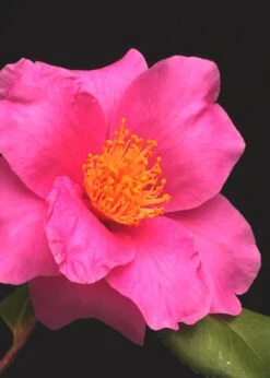 Winter's Fire Cold Hardy Camellia - 1 Gallon Pot -Orchard Essence Camellia Winters Fire 13 1
