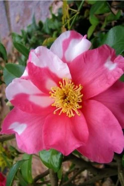 Winter's Fire Cold Hardy Camellia - 3 Gallon Pot -Orchard Essence Camellia Winters Fire 5