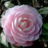 Winter's Rose Cold Hardy Dwarf Camellia - 3 Gallon Pot -Orchard Essence Camellia Winters Rose 4