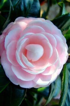Winter's Rose Cold Hardy Dwarf Camellia - 2 Gallon Pot 9 Winter's Rose Cold Hardy Dwarf Camellia - 2 Gallon Pot -Orchard Essence Camellia Winters Rose 6 1