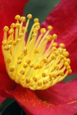 Yuletide Camellia Sasanqua - 1 Gallon Pot 14 Yuletide Camellia Sasanqua - 1 Gallon Pot -Orchard Essence Camellia Yuletide 30 1