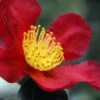 Yuletide Camellia Sasanqua - 6 Pack Of 1 Gallon Pots -Orchard Essence Camellia Yuletide 31