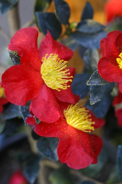 Yuletide Camellia Sasanqua - 1 Gallon Pot 6 Yuletide Camellia Sasanqua - 1 Gallon Pot - Image 4