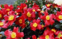 Yuletide Camellia Sasanqua - 6 Pack Of 1 Gallon Pots -Orchard Essence Camellia Yuletide 34