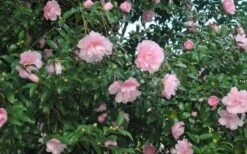 Cotton Candy Camellia Sasanqua - 3 Gallon Pot 10 Cotton Candy Camellia Sasanqua - 3 Gallon Pot -Orchard Essence CamelliaCottonCandy 2