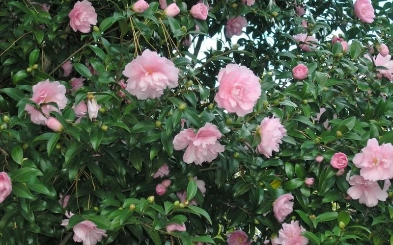 Cotton Candy Camellia Sasanqua - 3 Gallon Pot 6 Cotton Candy Camellia Sasanqua - 3 Gallon Pot - Image 4