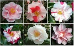 Lady Vansittart Multicolor Camellia Japonica - 6 Pack Of 1 Gallon Pots -Orchard Essence CamelliaLadyVasittart 2