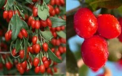 Goji Berry Plant - Lycium Barbarum - 1 Gallon Pot 9 Goji Berry Plant - Lycium Barbarum - 1 Gallon Pot -Orchard Essence Dynamite Goji Berry