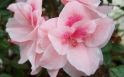 Autumn Belle Encore Azalea - 6 Pack Of 1 Gallon Pots -Orchard Essence Encore Azalea Autumn Belle 1