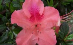 Autumn Coral Encore Azalea - 1 Gallon Pot -Orchard Essence Encore Azalea Autumn Coral