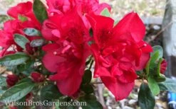 Autumn Fire Encore Azalea - 1 Gallon Pot 11 Autumn Fire Encore Azalea - 1 Gallon Pot -Orchard Essence Encore Azalea Autumn Fire 10