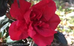 Autumn Fire Encore Azalea - 1 Gallon Pot 12 Autumn Fire Encore Azalea - 1 Gallon Pot -Orchard Essence Encore Azalea Autumn Fire WB