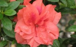 Autumn Monarch Encore Azalea - 2 Gallon Pot -Orchard Essence Encore Azalea Autumn Monarch 4 50 1
