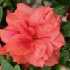Autumn Monarch Encore Azalea - 1 Gallon Pot -Orchard Essence Encore Azalea Autumn Monarch 500x750 1