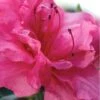 Autumn Rouge Encore Azalea - 1 Gallon Pot -Orchard Essence Encore Azalea Autumn Rouge 1 500x750 1