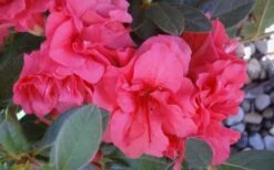 Autumn Rouge Encore Azalea - 1 Gallon Pot -Orchard Essence Encore Azalea Autumn Rouge 5