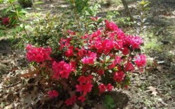 Autumn Ruby Encore Azalea - 1 Gallon Pot -Orchard Essence Encore Azalea Autumn Ruby 5