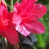 Autumn Ruby Encore Azalea - 1 Gallon Pot -Orchard Essence Encore Azalea Autumn Ruby 500x750 1