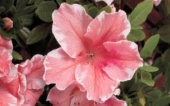 Autumn Sunburst Encore Azalea - 2 Gallon Pot -Orchard Essence Encore Azalea Autumn Sunburst 5 1