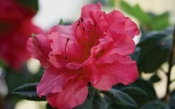 Autumn Rouge Encore Azalea - 1 Gallon Pot -Orchard Essence Encore Azalea Autumn20Rouge