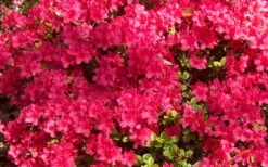 Autumn Cheer Encore Azalea - 1 Gallon Pot -Orchard Essence Encore Azalea Cheer 1