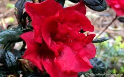 Autumn Fire Encore Azalea - 1 Gallon Pot 13 Autumn Fire Encore Azalea - 1 Gallon Pot -Orchard Essence Encore Azalea Fire