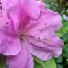 Autumn Lilac Encore Azalea - 1 Gallon Pot -Orchard Essence Encore Azalea Lilac 2 500x750 1