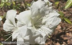 Autumn Moonlight Encore Azalea - 1 Gallon Pot -Orchard Essence Encore Azalea Moonlight 5