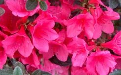 Autumn Ruby Encore Azalea - 1 Gallon Pot -Orchard Essence Encore Azalea Ruby