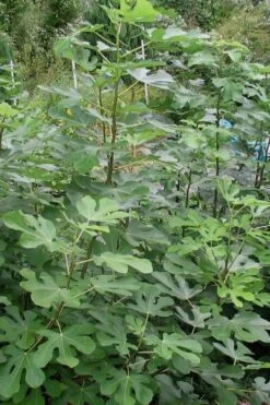 Black Mission Fig Tree - 6 Pack Of 1 Gallon Pots 10 Black Mission Fig Tree - 6 Pack Of 1 Gallon Pots -Orchard Essence Fig Black Mission 5