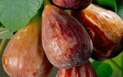 Brown Turkey Fig Tree - 1 Gallon Pot -Orchard Essence Fig Brown Turkey 20 1