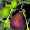Brown Turkey Fig Tree - 1 Gallon Pot -Orchard Essence Fig Brown Turkey BS 1