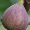 Celeste Fig Tree - 5 Gallon Pot 2 Celeste Fig Tree - 5 Gallon Pot -Orchard Essence Fig Celeste BS 1