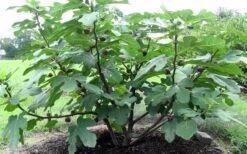 Chicago Cold Hardy Fig Tree - 2 Gallon Pot 11 Chicago Cold Hardy Fig Tree - 2 Gallon Pot -Orchard Essence Fig Chicago Cold Hardy 1