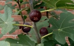 Chicago Cold Hardy Fig Tree - 5 Gallon Pot -Orchard Essence Fig Chicago Cold Hardy 2