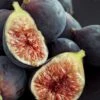 Chicago Cold Hardy Fig Tree - 3 Gallon Pot -Orchard Essence Fig Chicago Cold Hardy Rev 2 500x750 3