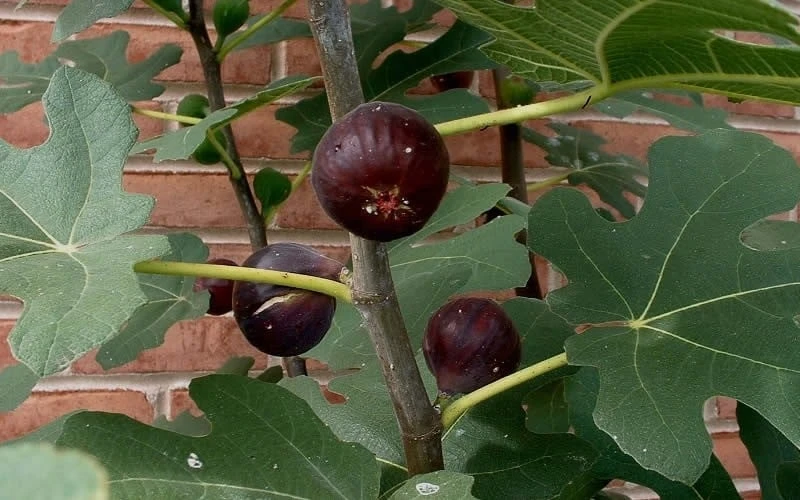 Chicago Cold Hardy Fig Tree - 2 Gallon Pot 6 Chicago Cold Hardy Fig Tree - 2 Gallon Pot - Image 4